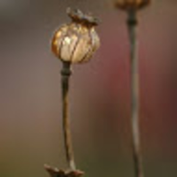 Meet your Posher, Mauve - Picture 1 of 1